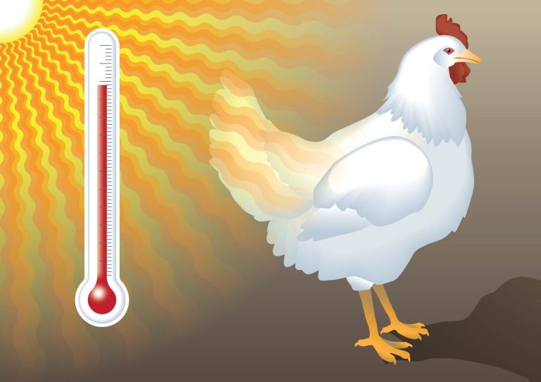 Heat Stress in Poultry – Complete Guide and Safety Health Solution
